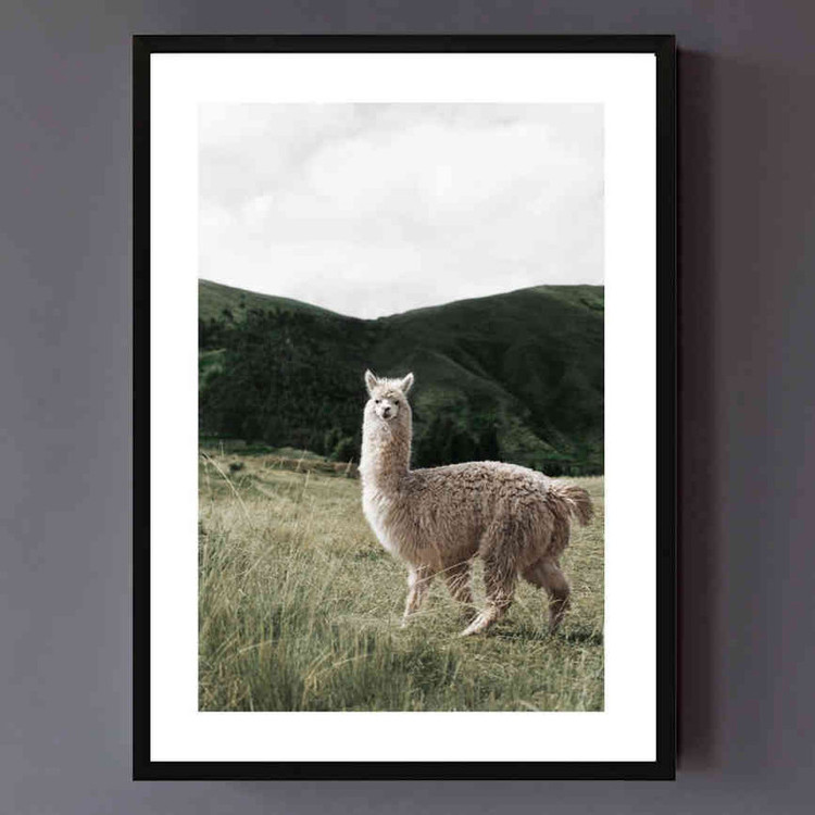 تابلو مدل Alpaca کد 248901880